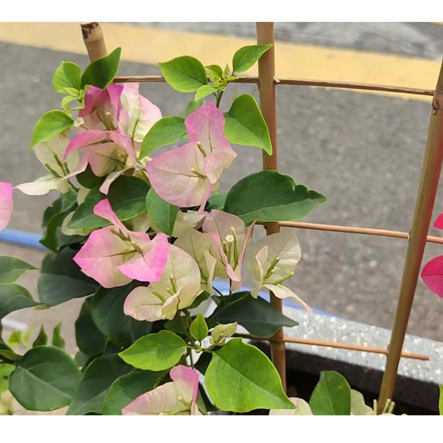 10 Pack Bamboo Trellis for Climbing Plants 16 Inch Natural Garden Fan Shaped Plant Support Bracket Suitable for Potted Plants
