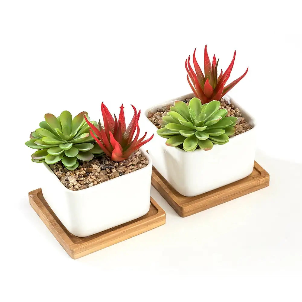 Two White Ceramic Pots With Bamboo Saucers For Succulents