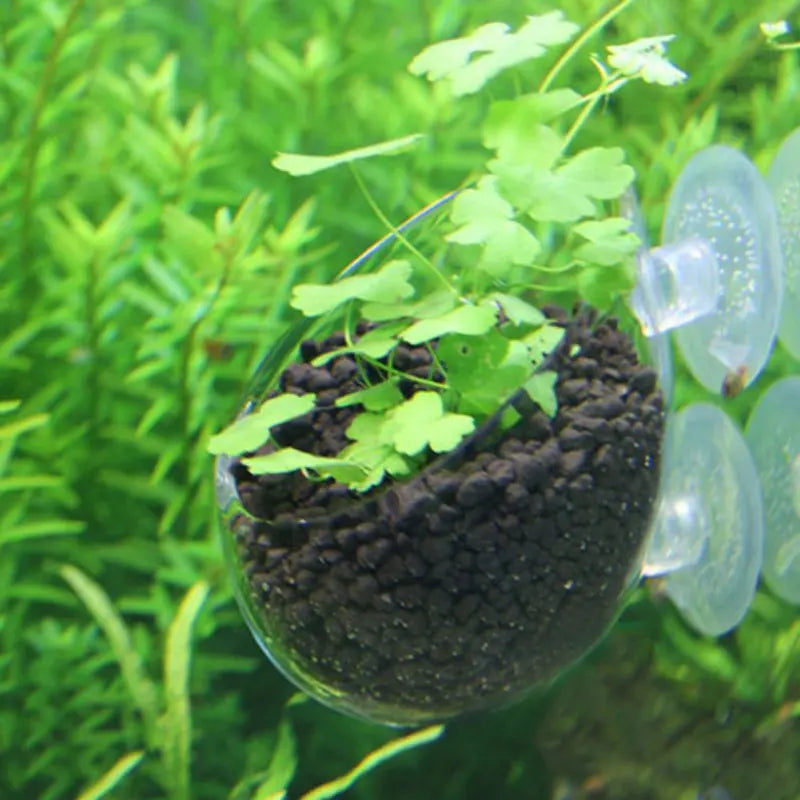 Acrylic Aquarium Plant Cup With Suction Holder Water