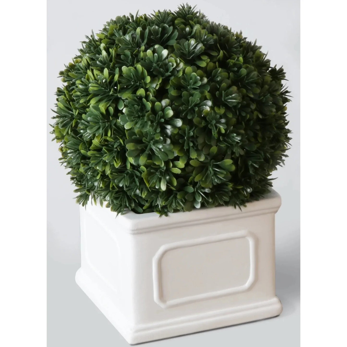 Better Homes Gardens 9 Inch Boxwood Plant In White Planter