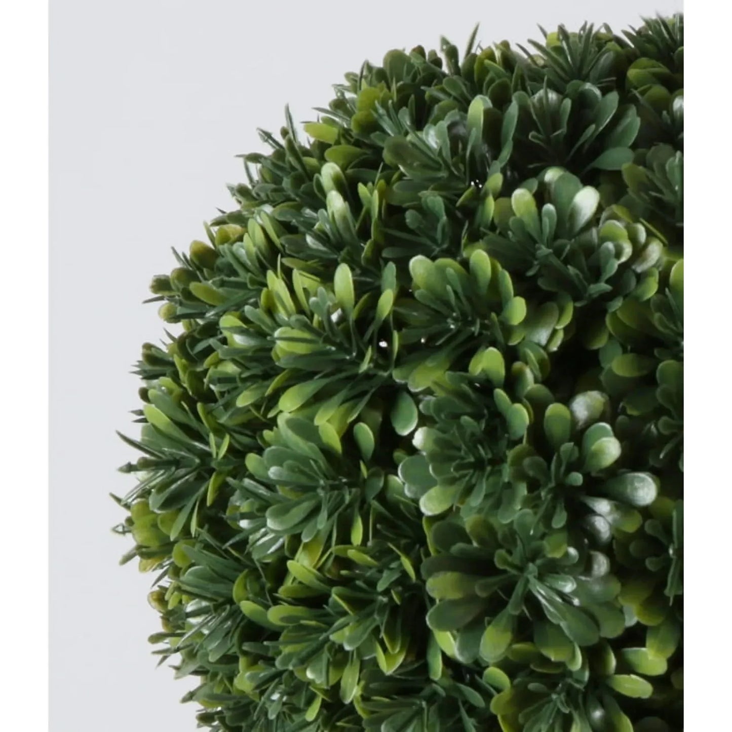 Better Homes Gardens 9 Inch Boxwood Plant In White Planter