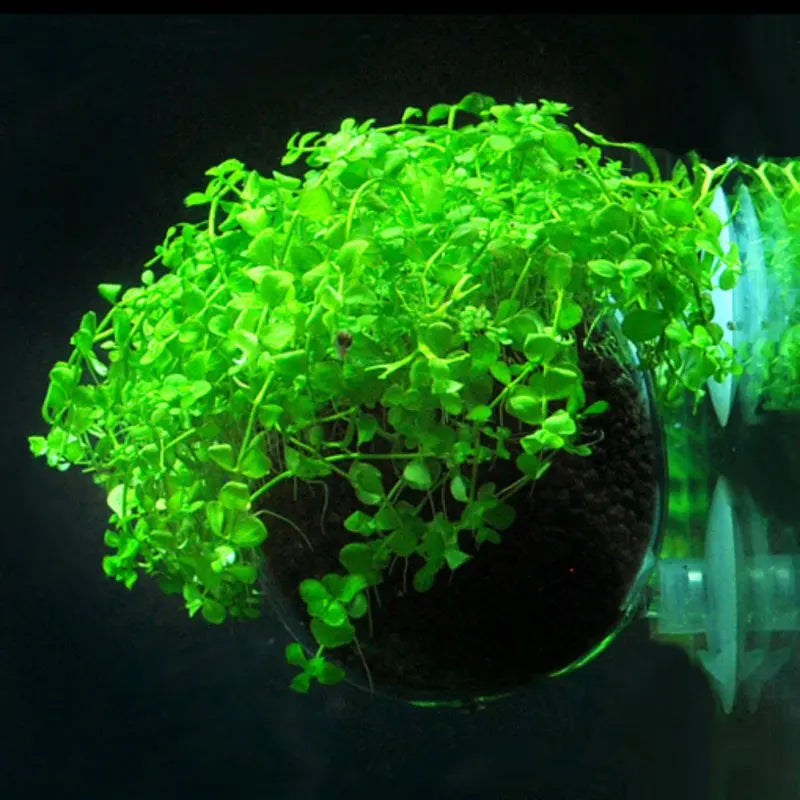 Acrylic Aquarium Plant Cup With Suction Holder Water