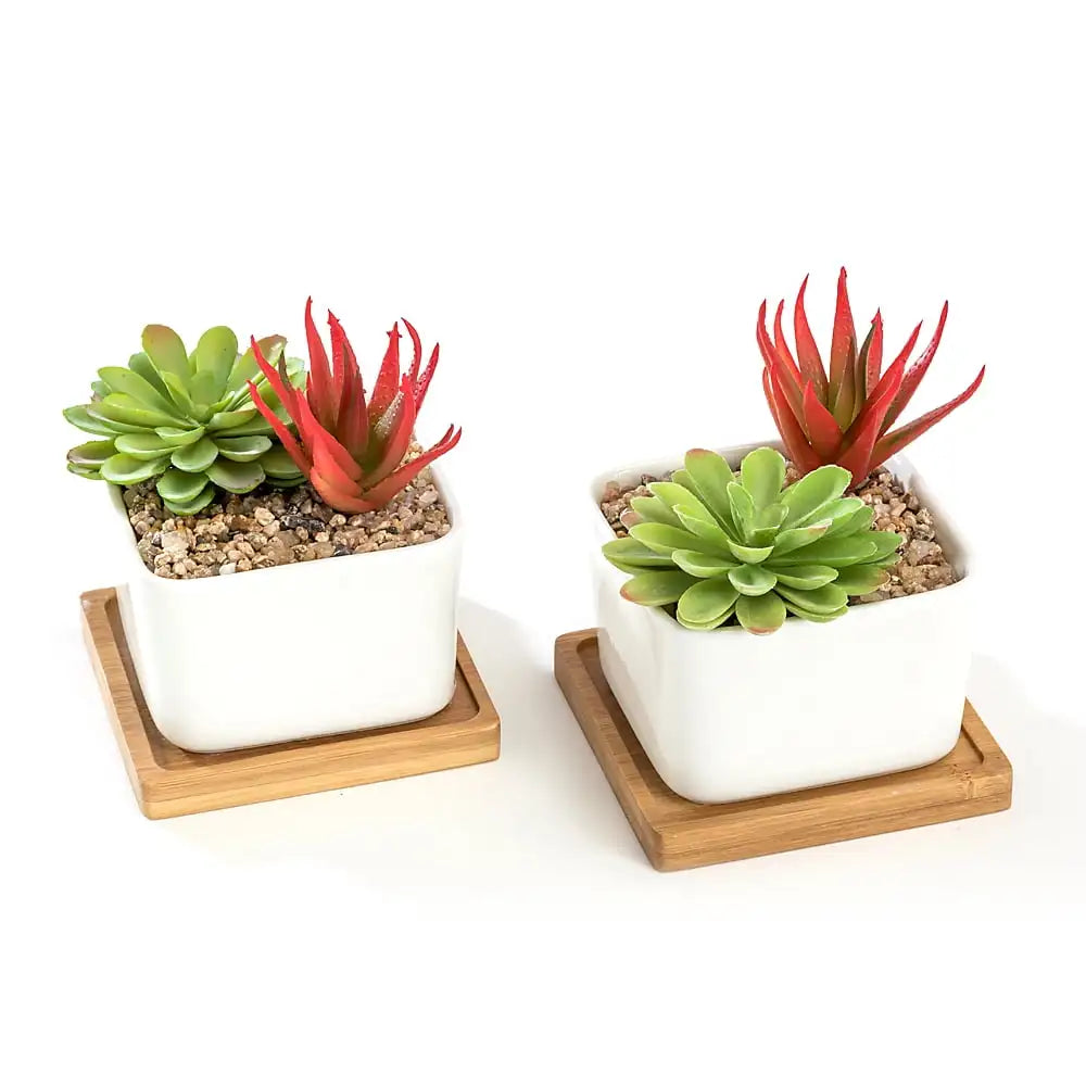 Two White Ceramic Pots With Bamboo Saucers For Succulents
